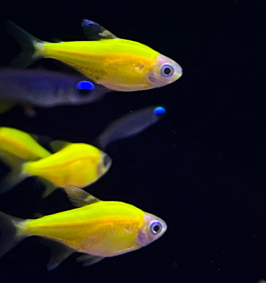 Пристелла GLO Ассорти Пристелла GLO Ассорти